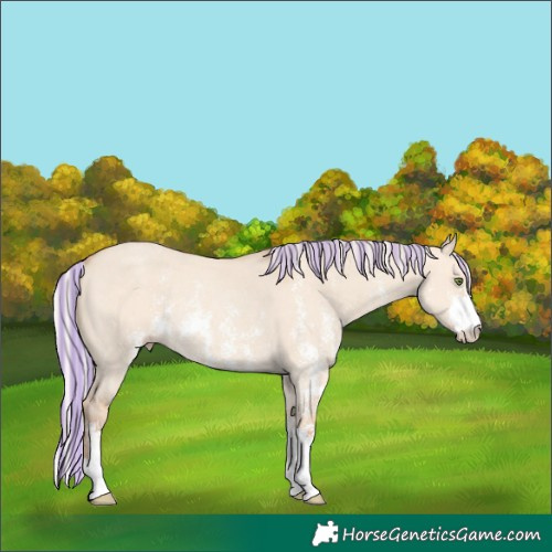 Horse Color:Painted Silver Classic Champagne Dun Sabino Rabicano 