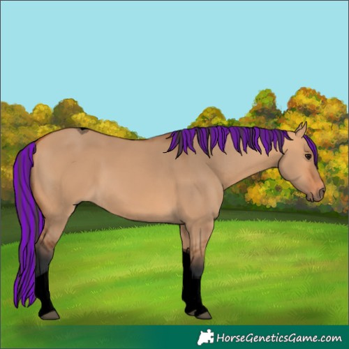 Horse Color:Void Painted Bay Dun Tobiano 