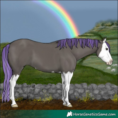 Horse Color:Painted Grullo Splash
