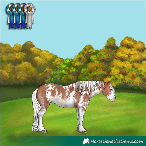 Horse Color:White Spotted Silver Bay Sabino Splash Appaloosa