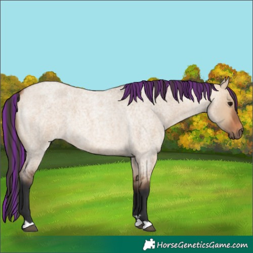Horse Color:Painted Bay Roan Dun