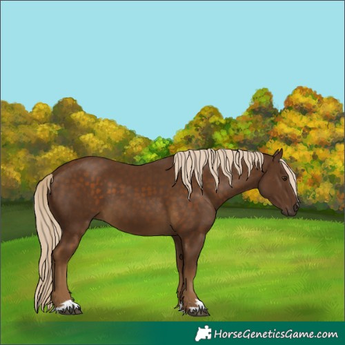 Horse Color:Chocolate Palomino