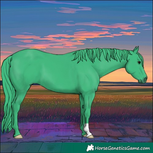 Horse Color:Watercolor Black