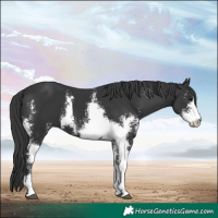 Horse Color:Black Sabino