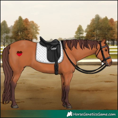 Horse Color:Chocolate Bay 