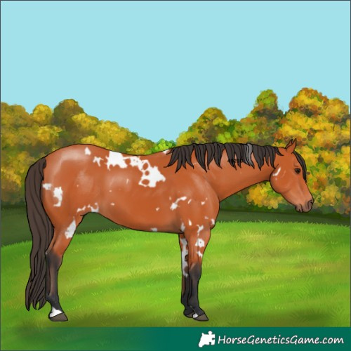 Horse Color:White Spotted Bay