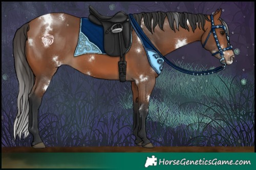 Horse Color:White Spotted Bay