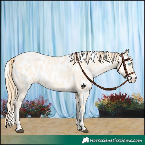 Horse Color:Buckskin Pearl Appaloosa