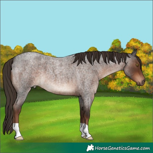 Horse Color:Liver Red Roan