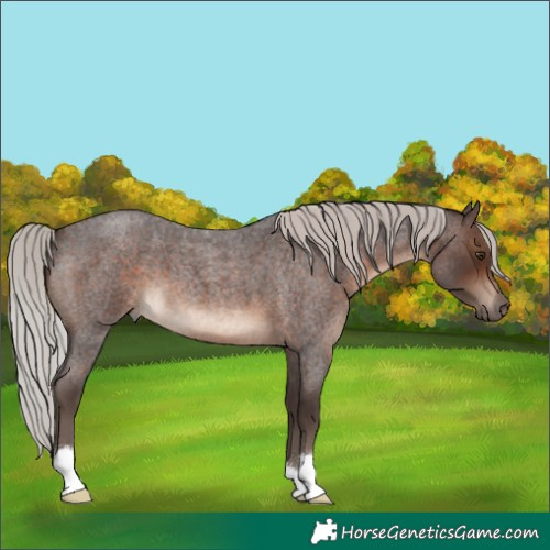 Horse Color:Silver Brown Roan