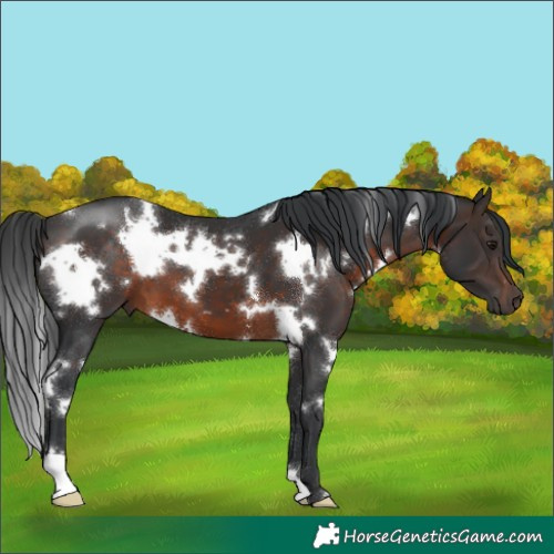 Horse Color:White Spotted Brown
