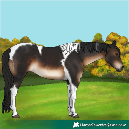 Horse Color:Gray Brown Tobiano 