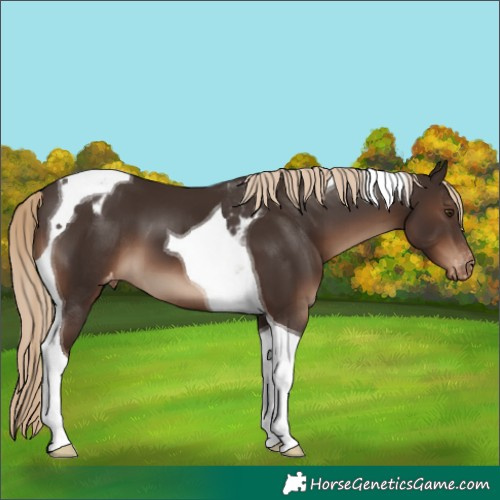 Horse Color:Liver Chestnut Tobiano Appaloosa 