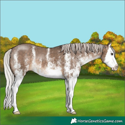 Horse Color:White Spotted Silver Brown Dun Splash Varnish
