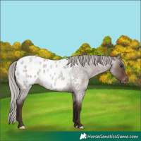 Horse Color:Silver Brown Roan Dun Blanket 