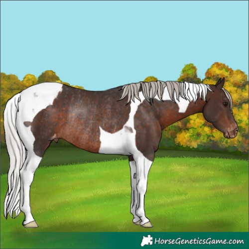 Horse Color:Silver Brown Tobiano Appaloosa Rabicano