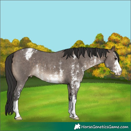 Horse Color:Brown Dun Sabino Appaloosa 
