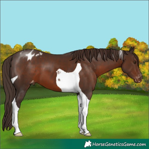 Horse Color:Liver Chestnut Tobiano Appaloosa