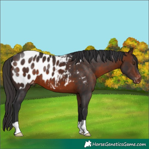 Horse Color:Brown Near Leopard