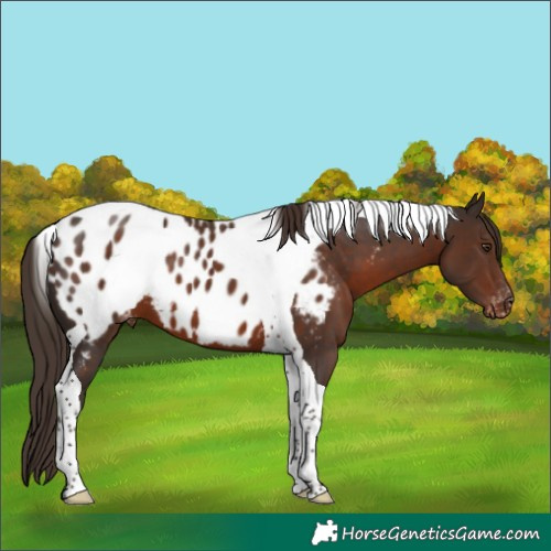 Horse Color:Liver Chestnut Tobiano Appaloosa 