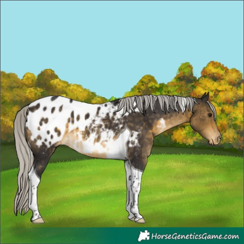 Horse Color:Silver Buckskin Tobiano Blanket 