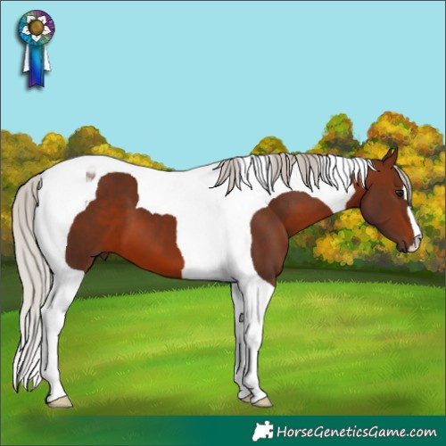 Horse Color:Silver Brown Tobiano