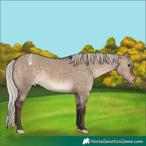 Horse Color:Silver Brown Dun Appaloosa