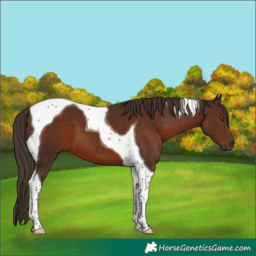 Horse Color:Liver Chestnut Tobiano 