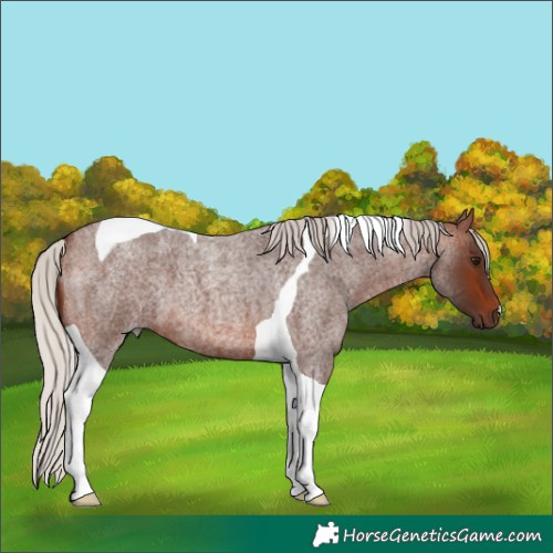 Horse Color:Silver Brown Roan Tobiano 