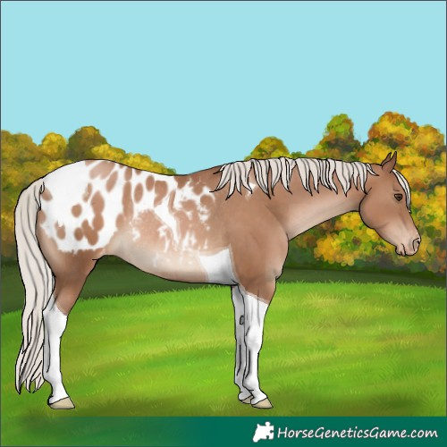 Horse Color:Silver Black Pearl Tobiano Blanket Rabicano 