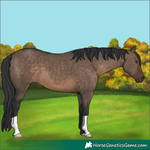 Horse Color:Brown Dun