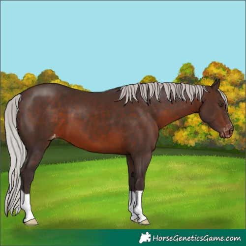 Horse Color:Silver Brown Varnish