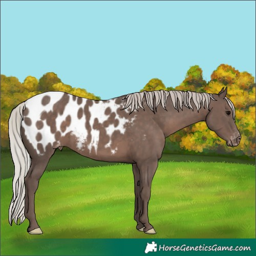 Horse Color:Silver Black Appaloosa