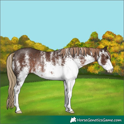 Horse Color:White Spotted Liver Chestnut Rabicano 