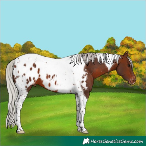 Horse Color:Silver Brown Tobiano Appaloosa