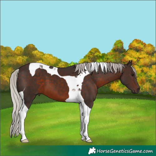Horse Color:Silver Brown Tobiano