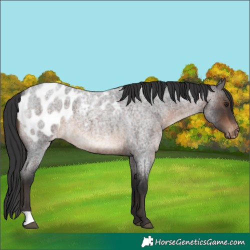 Horse Color:Brown Roan Appaloosa