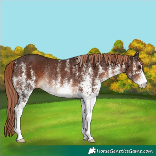 Horse Color:White Spotted Liver Chestnut Rabicano