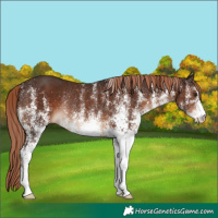Horse Color:White Spotted Liver Chestnut Rabicano 