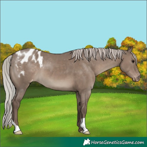 Horse Color:Silver Grullo Blanket 