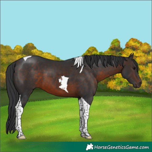 Horse Color:Brown Tobiano