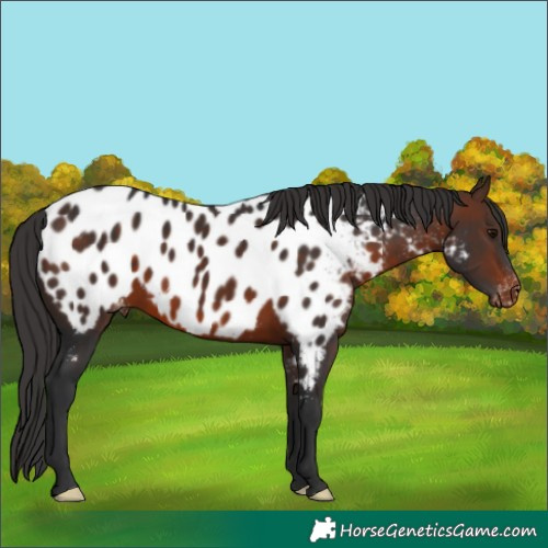 Horse Color:Brown Appaloosa 