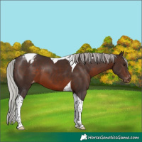 Horse Color:Silver Brown Tobiano Varnish 