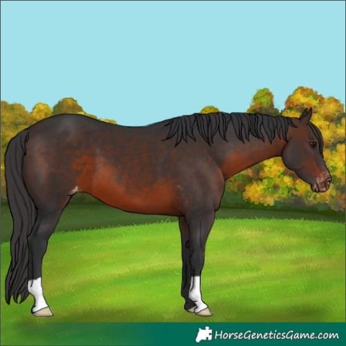 Horse Color:Brown Varnish