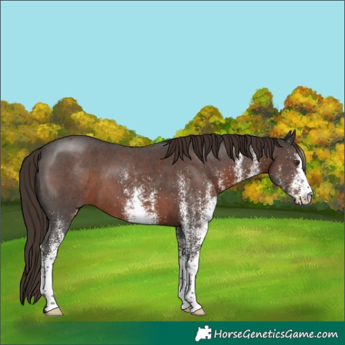 Horse Color:White Spotted Liver Chestnut