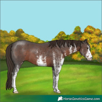 Horse Color:White Spotted Liver Chestnut 