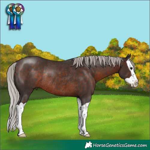 Horse Color:Silver Brown Splash Rabicano