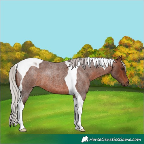 Horse Color:Silver Brown Roan Tobiano 