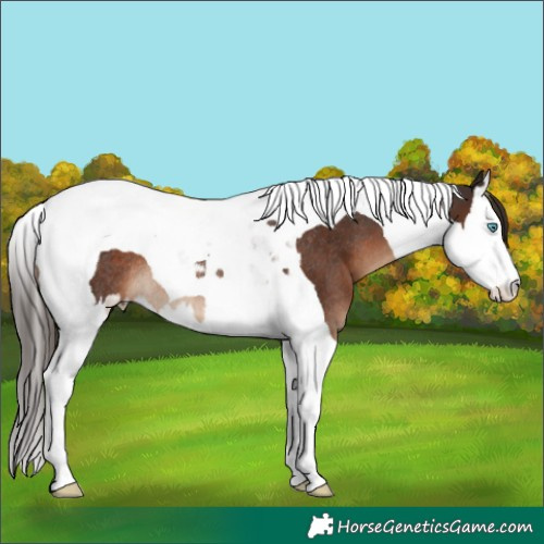 Horse Color:Liver Chestnut Splash Tobiano Rabicano