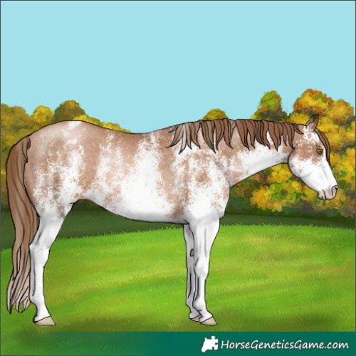 Horse Color:White Spotted Liver Chestnut Pearl Blanket Rabicano